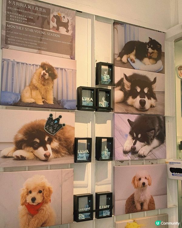西營盤｜狗狗治癒空間🐶