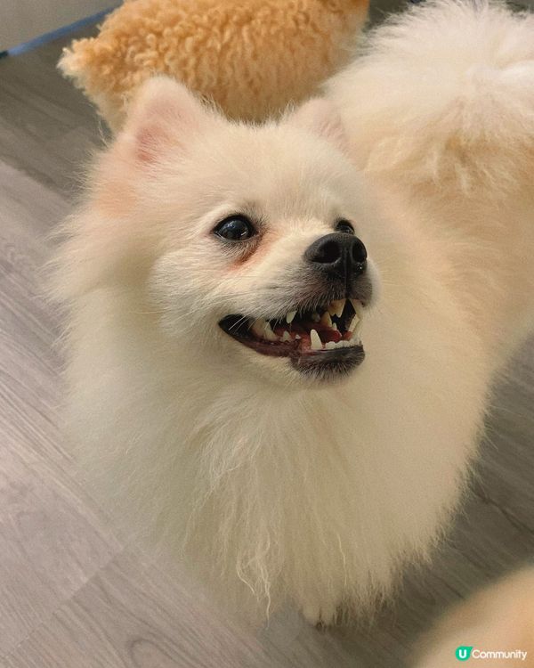 西營盤｜狗狗治癒空間🐶