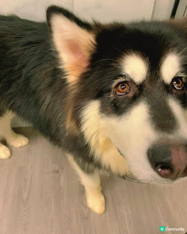 西營盤｜狗狗治癒空間🐶
