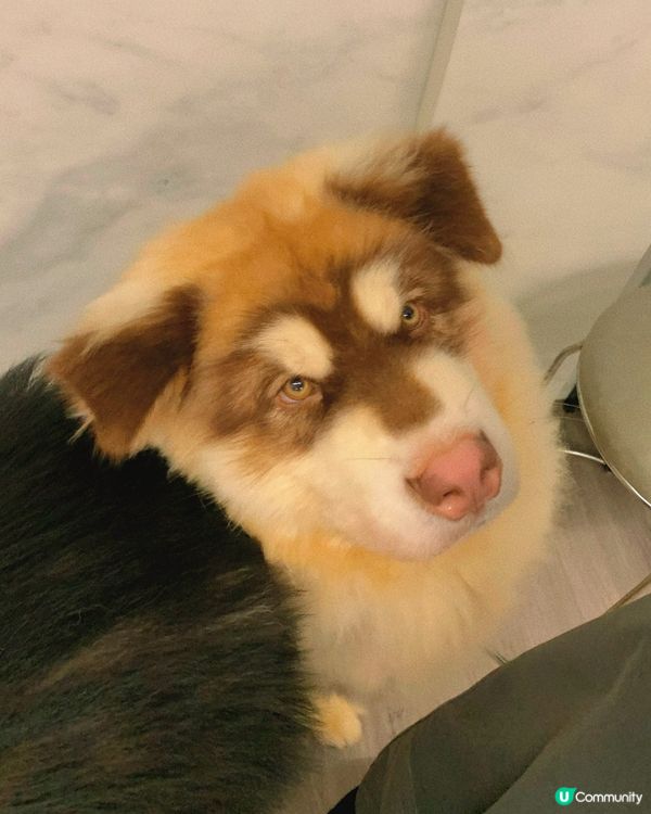 西營盤｜狗狗治癒空間🐶