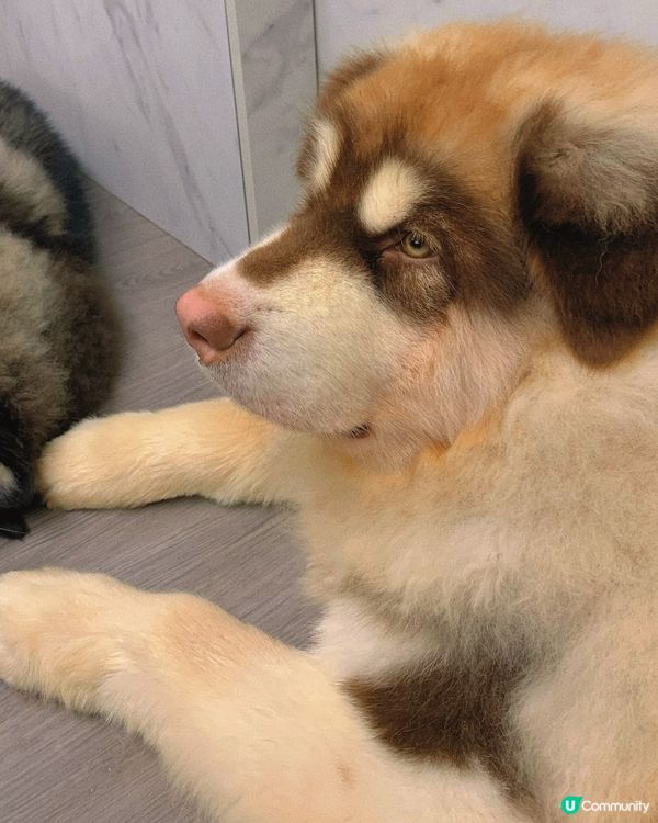 西營盤｜狗狗治癒空間🐶