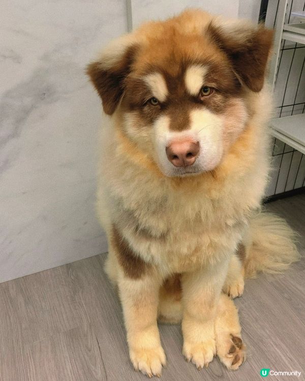 西營盤｜狗狗治癒空間🐶