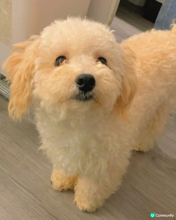 西營盤｜狗狗治癒空間🐶