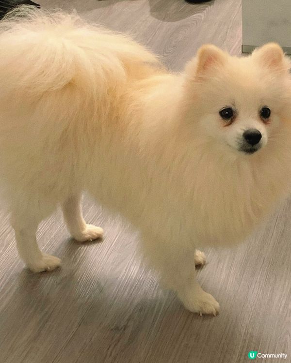 西營盤｜狗狗治癒空間🐶
