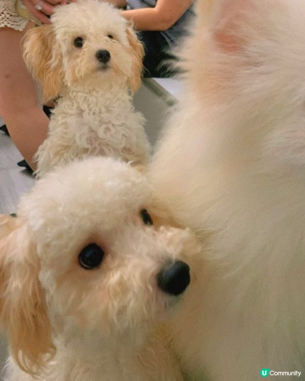西營盤｜狗狗治癒空間🐶