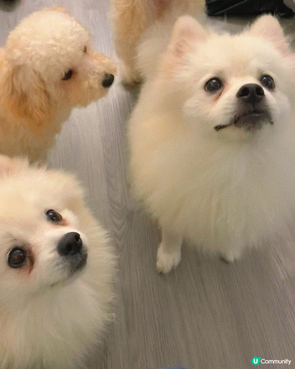 西營盤｜狗狗治癒空間🐶