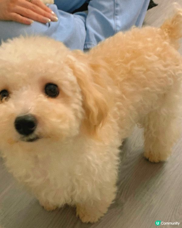 西營盤｜狗狗治癒空間🐶