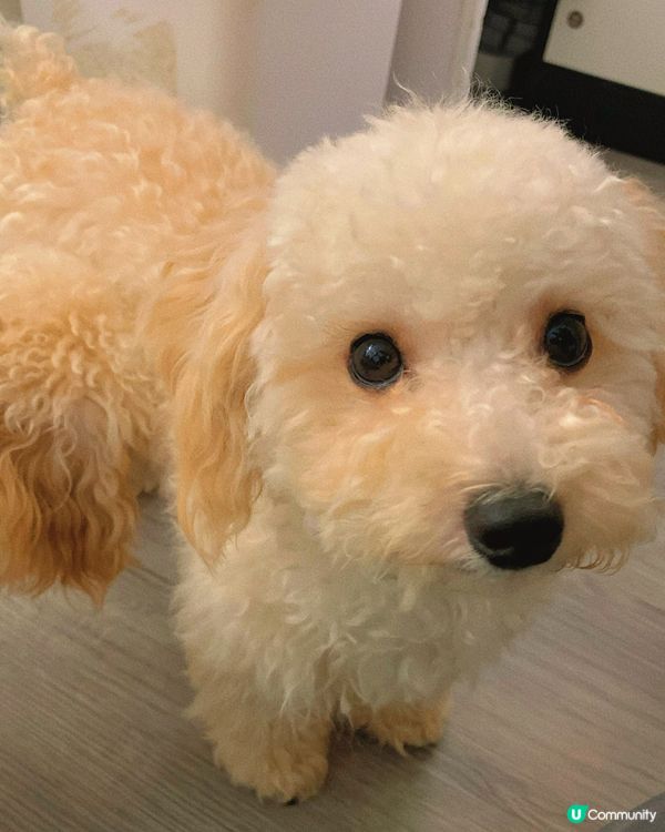 西營盤｜狗狗治癒空間🐶
