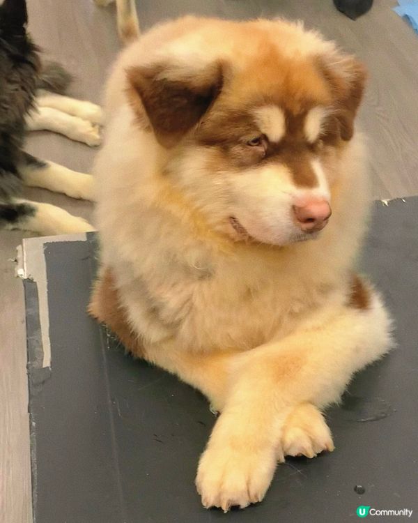 西營盤｜狗狗治癒空間🐶