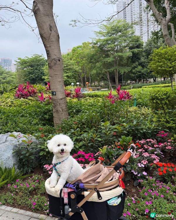 波波遊花園🍃🍃