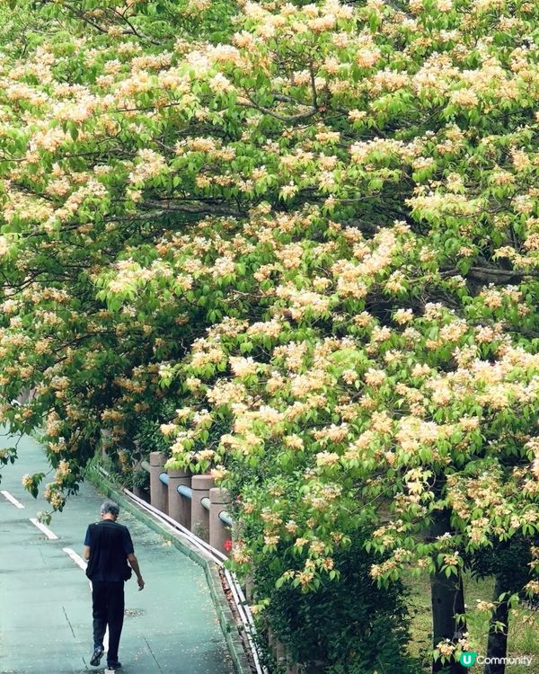 魚木花盛開 🌸 | 旺角出發直達