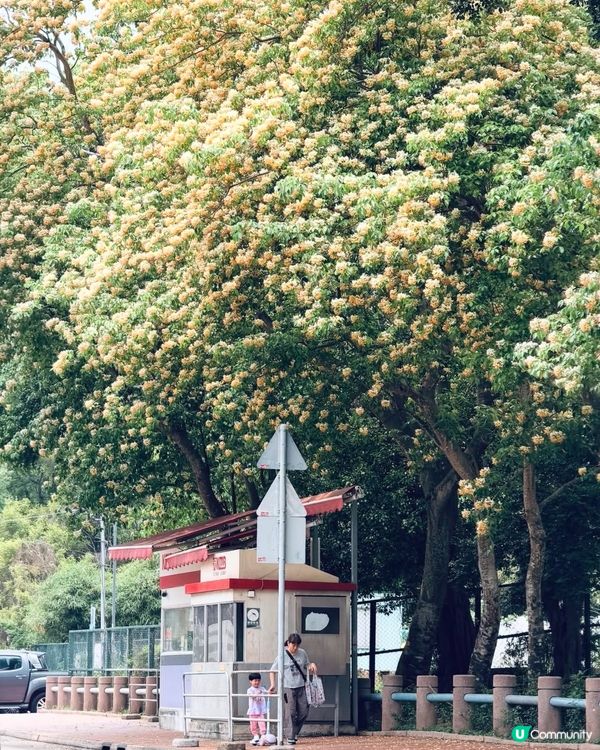 魚木花盛開 🌸 | 旺角出發直達