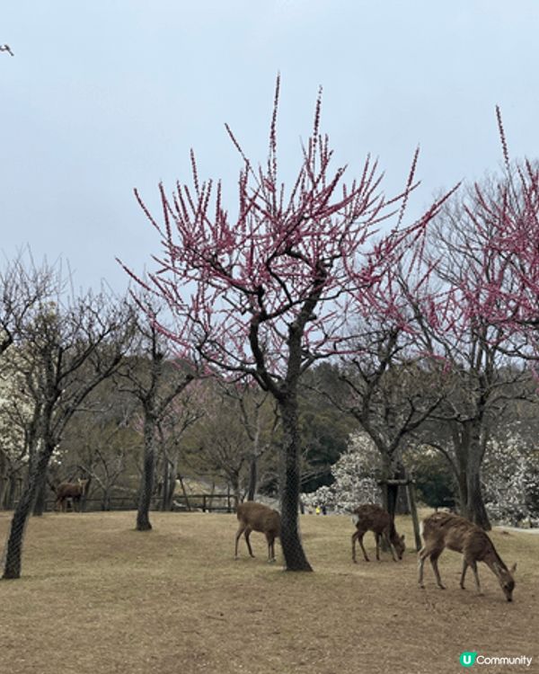奈良公園梅花盛開，粉嫩花瓣隨風飄落。小鹿在樹下悠閒踱步，時而...