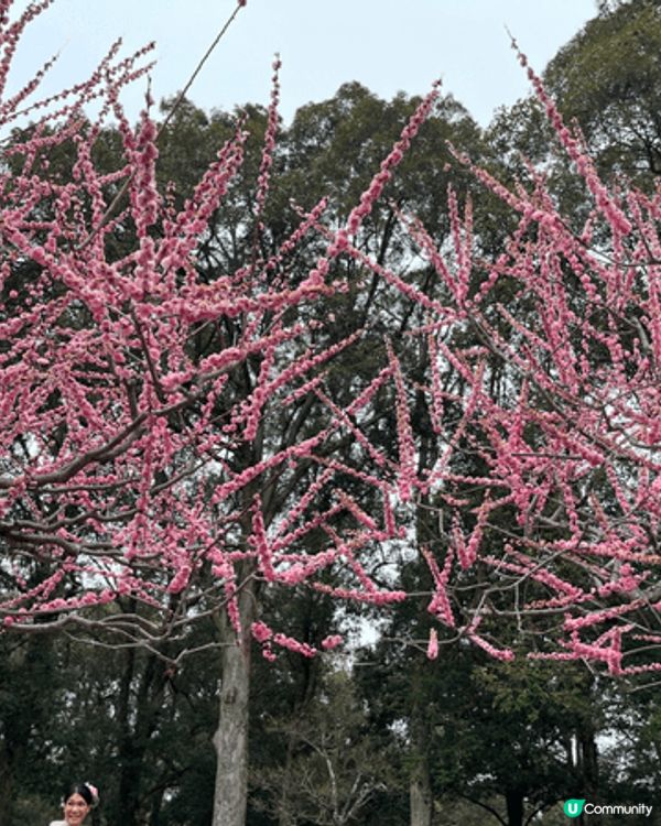 奈良公園梅花盛開，粉嫩花瓣隨風飄落。小鹿在樹下悠閒踱步，時而...