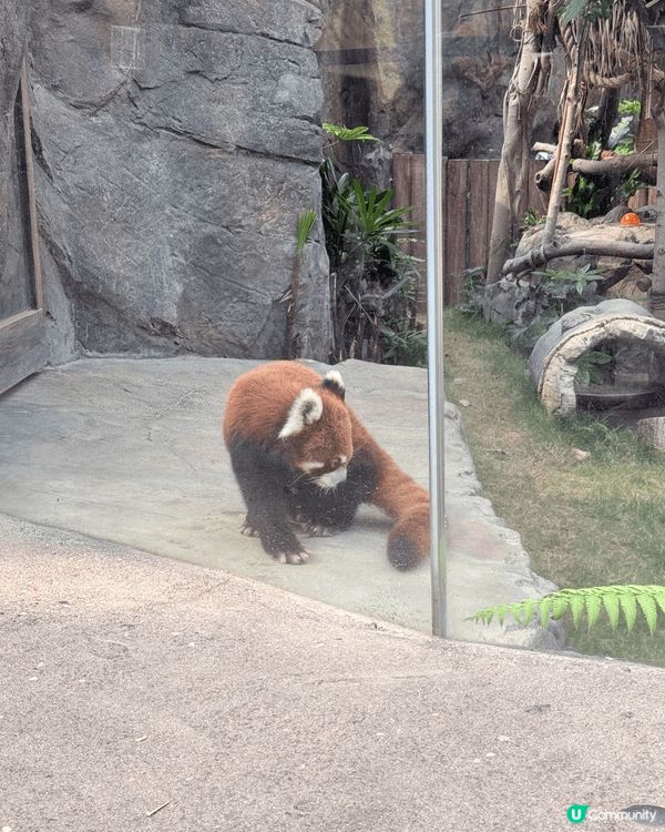 海洋公園一定係最吸引既打咭點，可以睇到唔同既動物仲有機動遊戲...