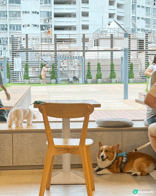 大埔搵個chill位hea，想帶埋毛孩～Kuri Café呢...