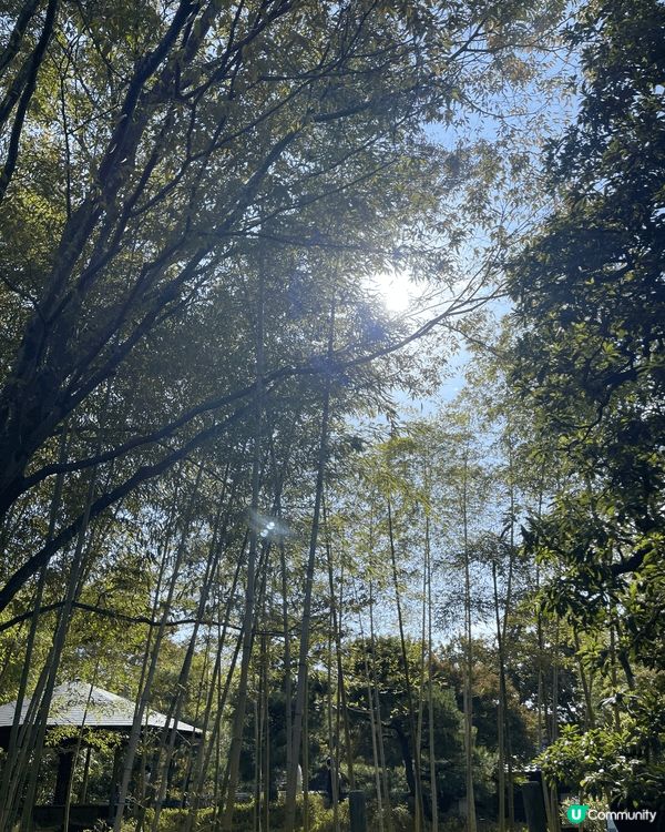 大阪秋季楓葉之旅，四周圍都被漂亮的楓樹包圍，拍出來的照片十分...