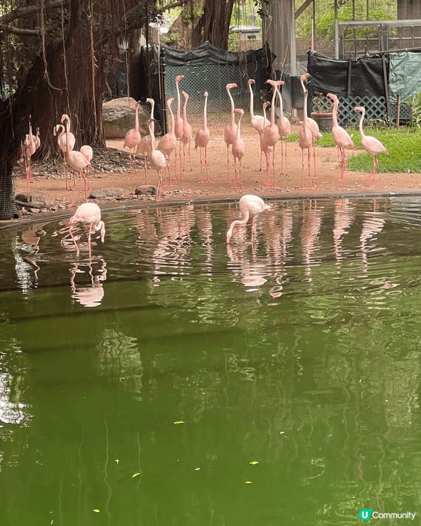 九龍公園算是不錯既地點！園內紅鶴值得去看看的打卡點！