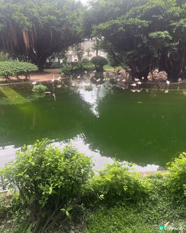 九龍公園算是不錯既地點！園內紅鶴值得去看看的打卡點！