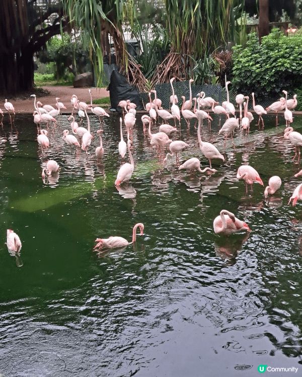 以上圖片位於尖沙咀九龍公園拍攝，打卡一流，適合觀鳥，同影相，...