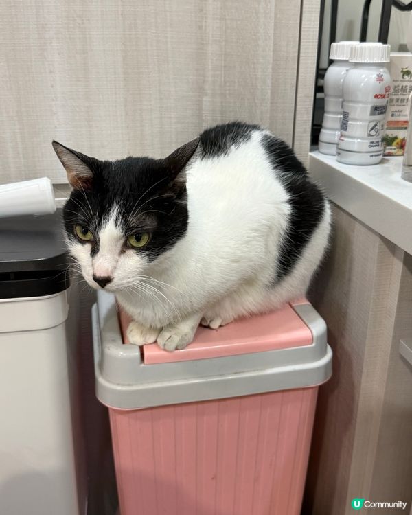 阿女屋企隻貓貓