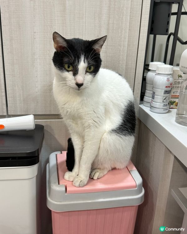 阿女屋企隻貓貓