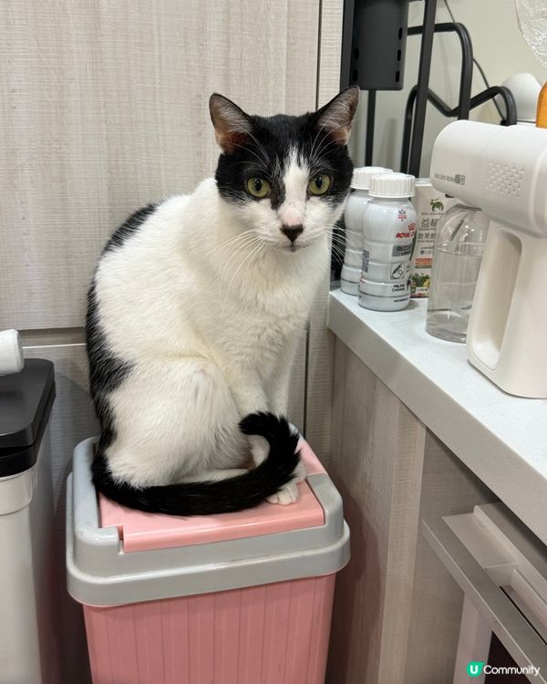 阿女屋企隻貓貓