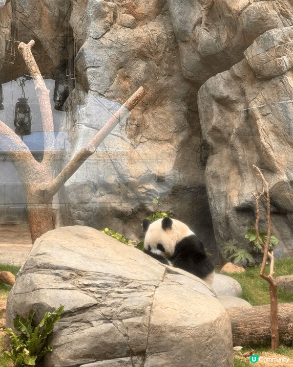 海洋公園係每個小朋友最鍾意去既地方！除左可以睇到不同的海、陸...