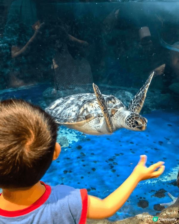 香港海洋公園匯集各類海洋生物，設有刺激機動遊戲，兼具科普教育...