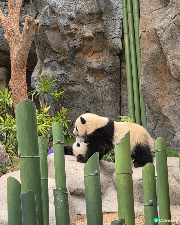 最佳打卡點就是海洋公園大熊貓之旅，看見熊貓吃睡打架就是輕鬆療...