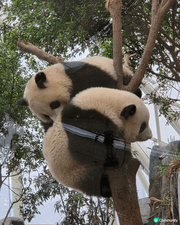 最佳打卡點就是海洋公園大熊貓之旅，看見熊貓吃睡打架就是輕鬆療...