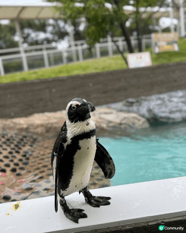 日本福岡嘅海之中道真係好適合鍾意小動物嘅朋友去玩 無論係大朋...