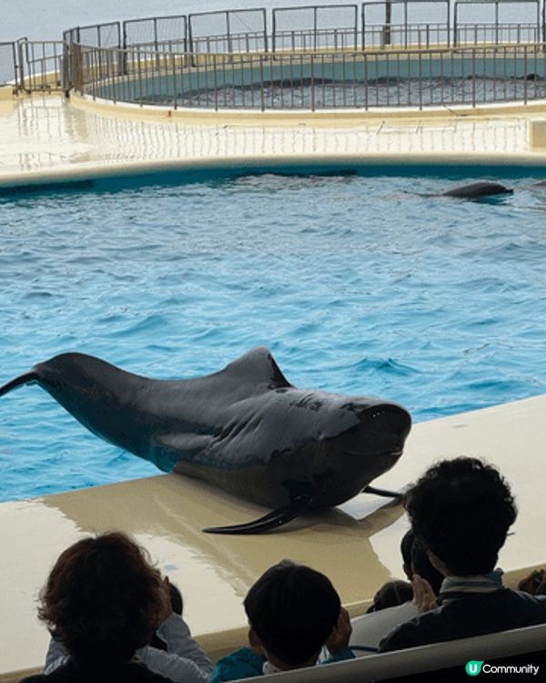 日本福岡嘅海之中道真係好適合鍾意小動物嘅朋友去玩 無論係大朋...