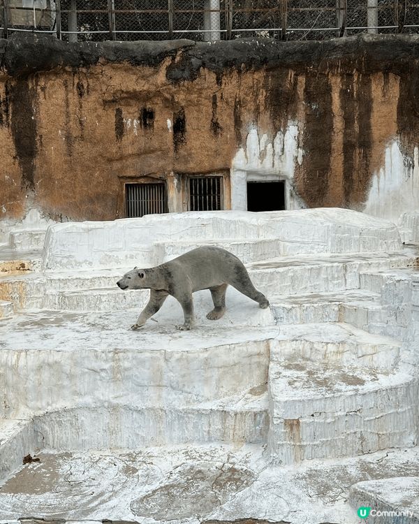 這是在日本天王寺動物園拍的照片，因為小朋友非常喜歡看動物，特...