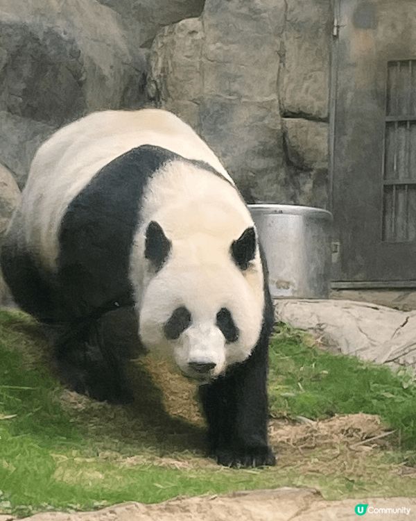 無論係熊貓瞓覺嘅憨樣，定係佢哋活潑玩滑梯嘅瞬間，放上社交媒體...