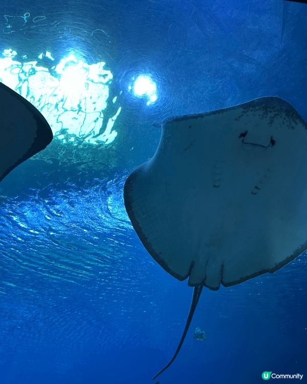 朱海長隆親子遊，大人小孩放電首選，由朝玩到晚，水族館、馬戲團...