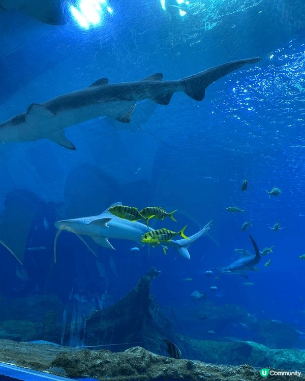 朱海長隆親子遊，大人小孩放電首選，由朝玩到晚，水族館、馬戲團...