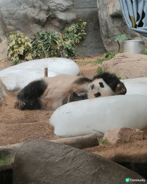 海洋公園真的是親子時光好去處，兩個小朋友每次都好喜歡去海洋公...