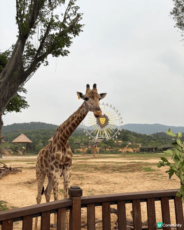 今次去清遠長頸鹿🦒酒店玩得好開心呀🥰