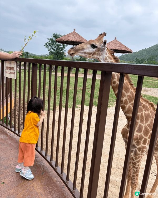 今次去清遠長頸鹿🦒酒店玩得好開心呀🥰