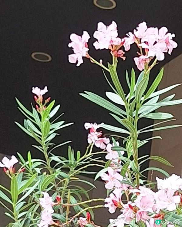 咁靚嘅花花