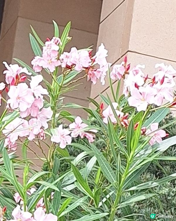 咁靚嘅花花