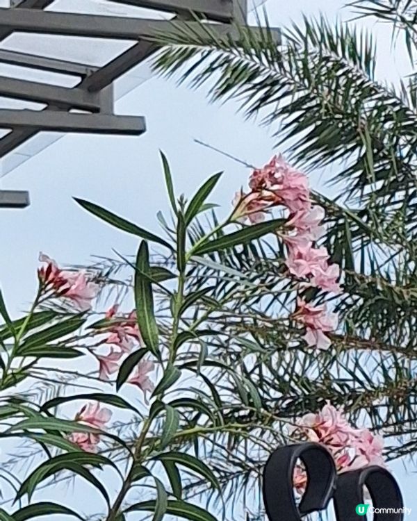 咁靚嘅花花
