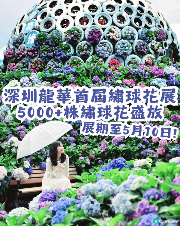 深圳龍華區首屆繡球花展🌸逾5000株繡球花！舉行至5月10日