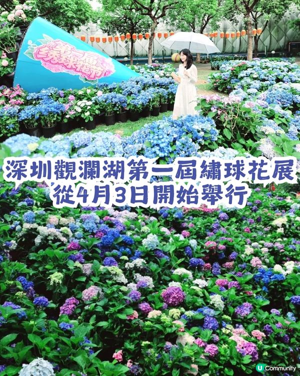 深圳龍華區首屆繡球花展🌸逾5000株繡球花！舉行至5月10日