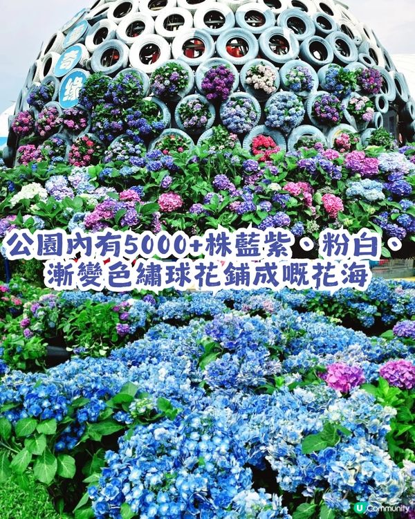 深圳龍華區首屆繡球花展🌸逾5000株繡球花！舉行至5月10日