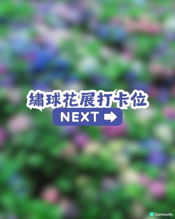 深圳龍華區首屆繡球花展🌸逾5000株繡球花！舉行至5月10日