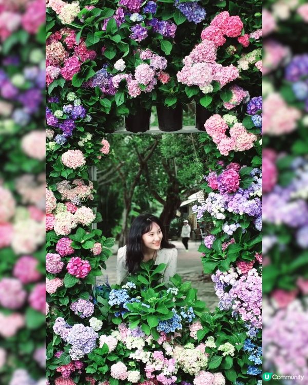 深圳龍華區首屆繡球花展🌸逾5000株繡球花！舉行至5月10日