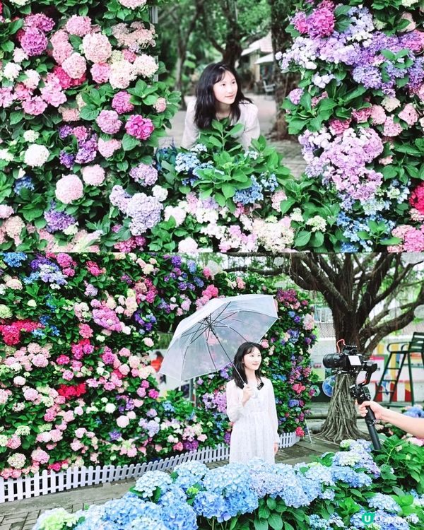 深圳龍華區首屆繡球花展🌸逾5000株繡球花！舉行至5月10日