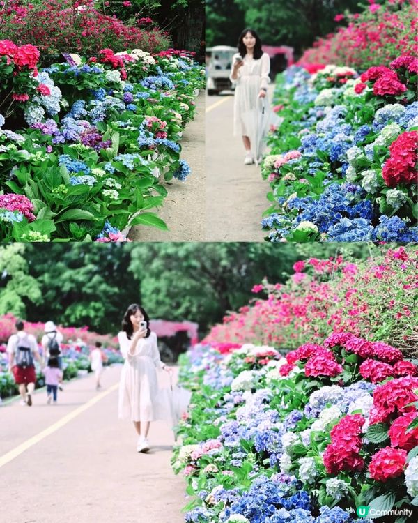 深圳龍華區首屆繡球花展🌸逾5000株繡球花！舉行至5月10日